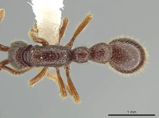 Syscia atitlana - CASENT0611764