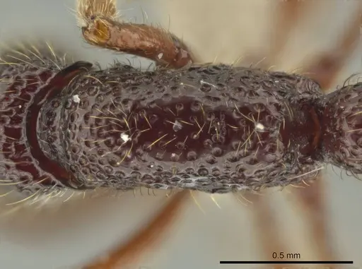 Syscia atitlana - CASENT0611764