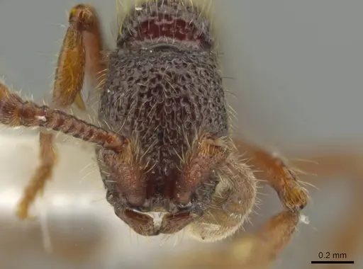 Syscia atitlana - CASENT0611764