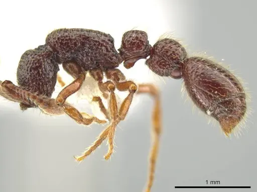 Syscia atitlana - CASENT0611764