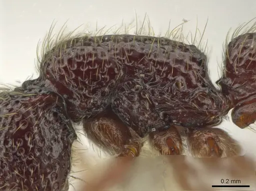 Syscia atitlana - CASENT0611764