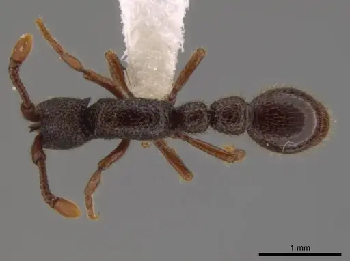 Syscia atitlana - CASENT0612933