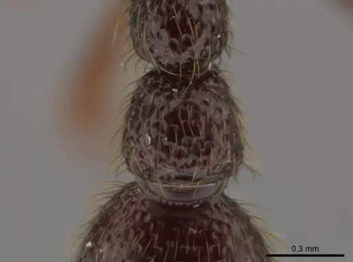 Syscia atitlana - CASENT0612933