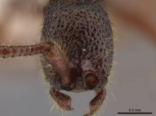 Syscia atitlana - CASENT0612933