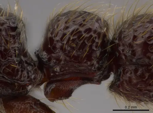 Syscia atitlana - CASENT0612933