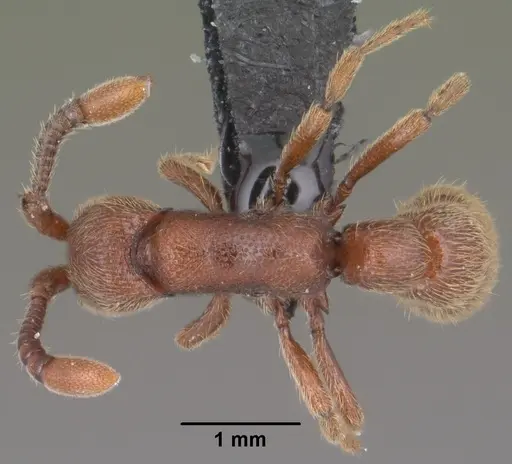 Syscia augustae specimen