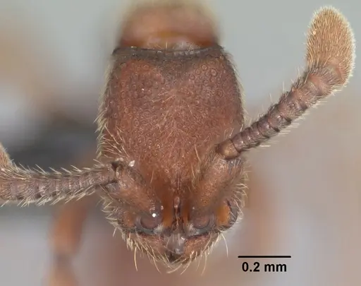 Syscia augustae specimen