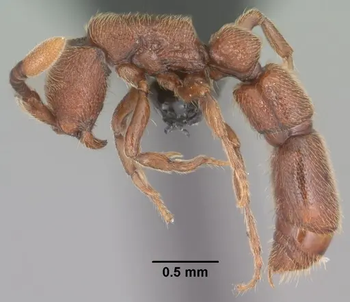 Syscia augustae specimen