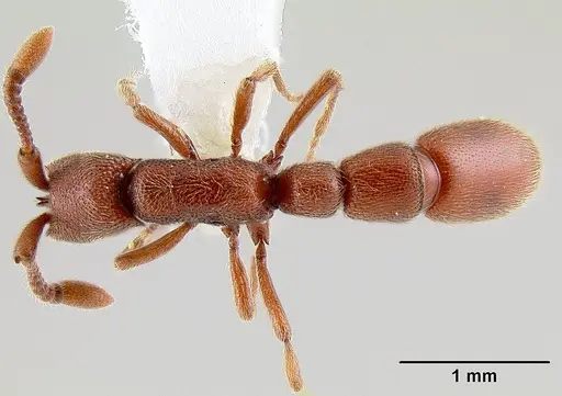 Syscia augustae - CASENT0106072