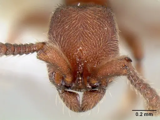 Syscia augustae - CASENT0106072