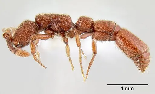 Syscia augustae - CASENT0106072