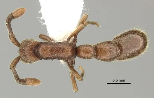 Syscia augustae - CASENT0249316