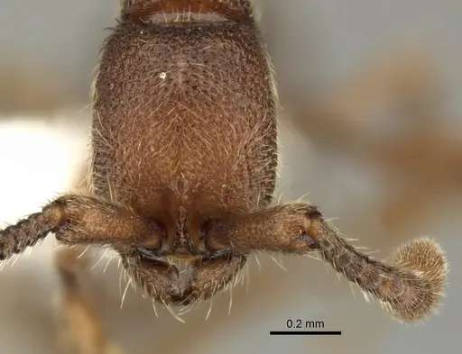 Syscia augustae - CASENT0249316