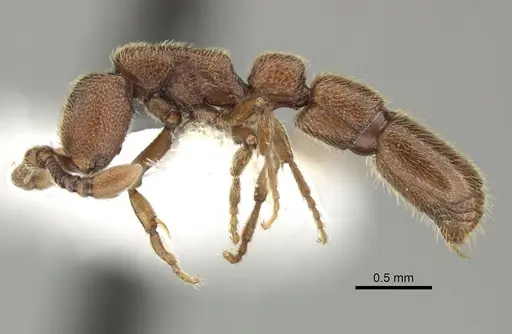 Syscia augustae - CASENT0249316