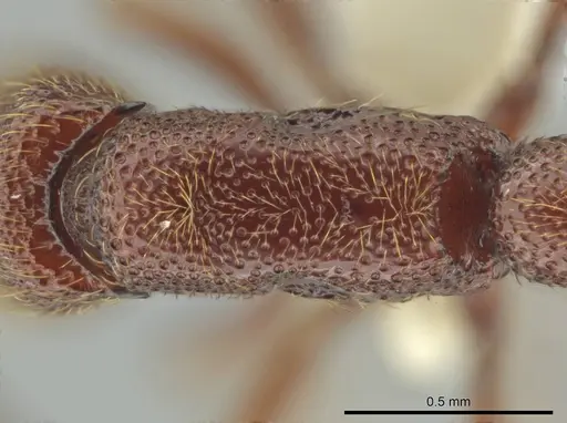 Syscia augustae - CASENT0644275