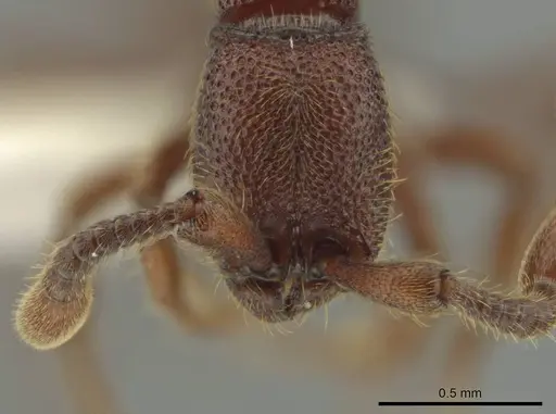 Syscia augustae - CASENT0644275