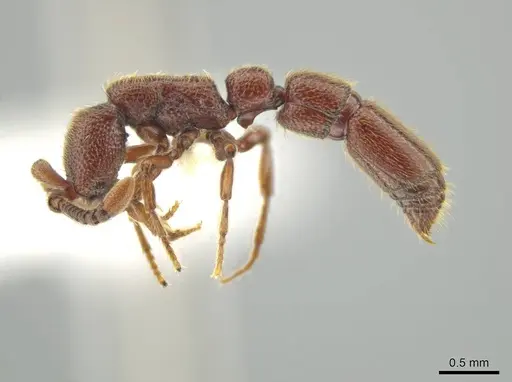 Syscia augustae - CASENT0644275