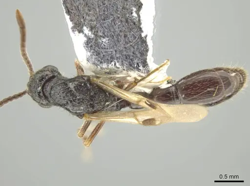 Syscia augustae - CASENT0644536