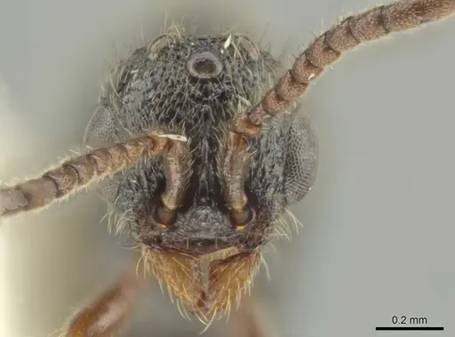 Syscia augustae - CASENT0644536