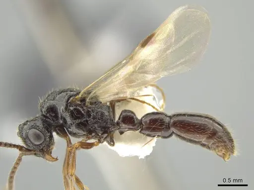 Syscia augustae - CASENT0644536