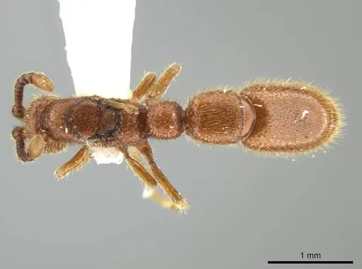 Syscia augustae - MCZ-ENT00511555