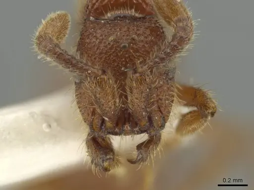 Syscia augustae - MCZ-ENT00511555