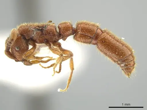 Syscia augustae - MCZ-ENT00511555