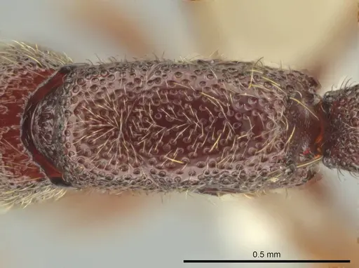 Syscia austrella specimen