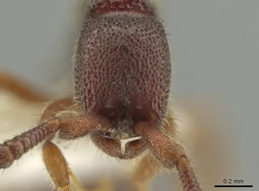 Syscia austrella specimen