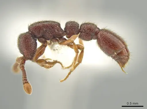 Syscia austrella - CASENT0633043