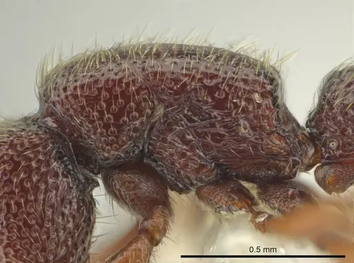 Syscia austrella - CASENT0633043