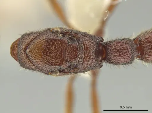 Syscia austrella - CASENT0633045