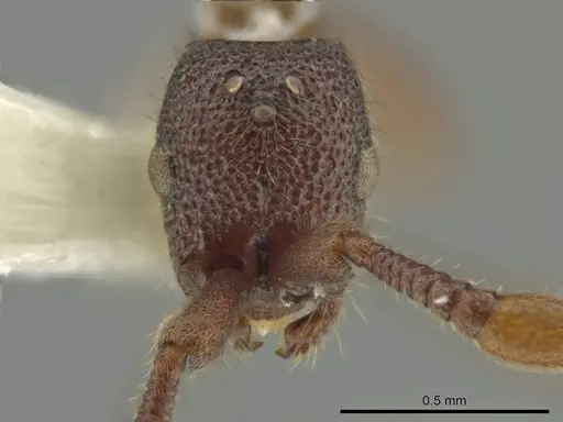 Syscia austrella - CASENT0633045