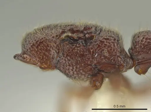 Syscia austrella - CASENT0633045