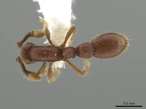 Syscia austrella - CASENT0648041