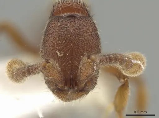 Syscia austrella - CASENT0648041