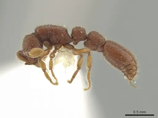 Syscia austrella - CASENT0648041