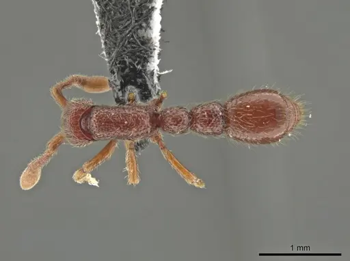 Syscia benevidesae specimen