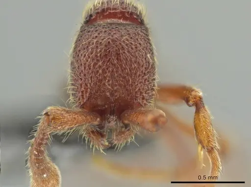 Syscia benevidesae specimen