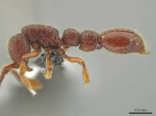 Syscia benevidesae - CASENT0601652