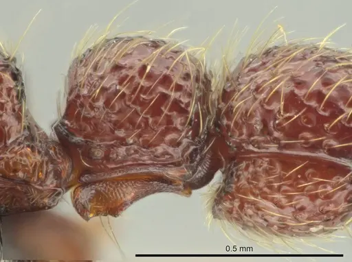 Syscia benevidesae - CASENT0601652