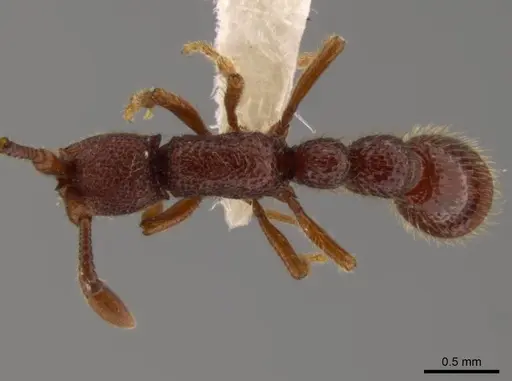 Syscia benevidesae - INBIOCRI001283223