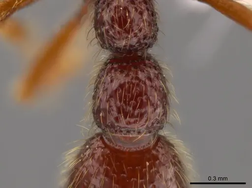 Syscia benevidesae - INBIOCRI001283223