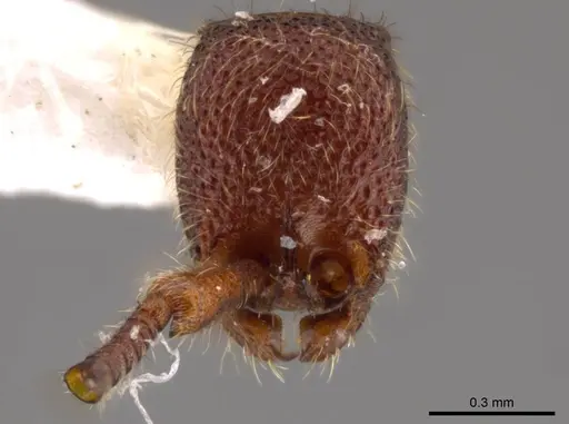 Syscia benevidesae - INBIOCRI001283223