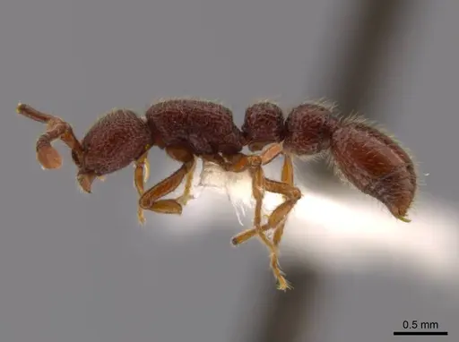 Syscia benevidesae - INBIOCRI001283223