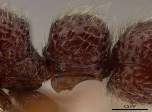 Syscia benevidesae - INBIOCRI001283223