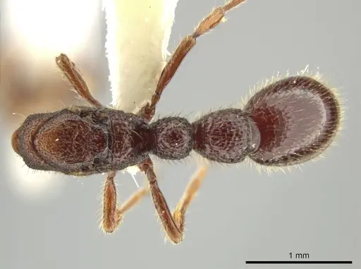 Syscia benevidesae - JTLC000014009