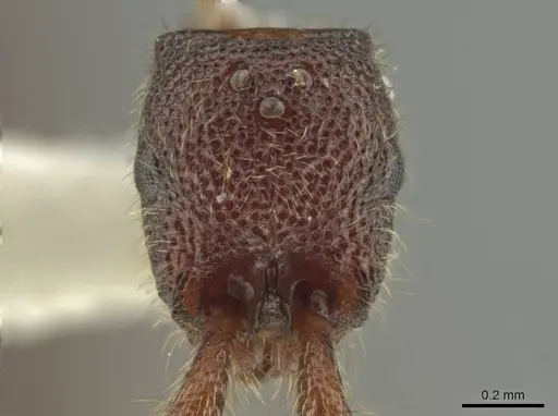 Syscia benevidesae - JTLC000014009