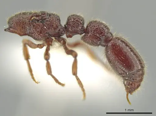 Syscia benevidesae - JTLC000014009