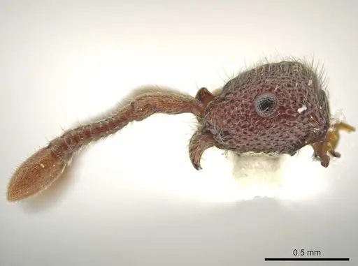 Syscia benevidesae - JTLC000014009